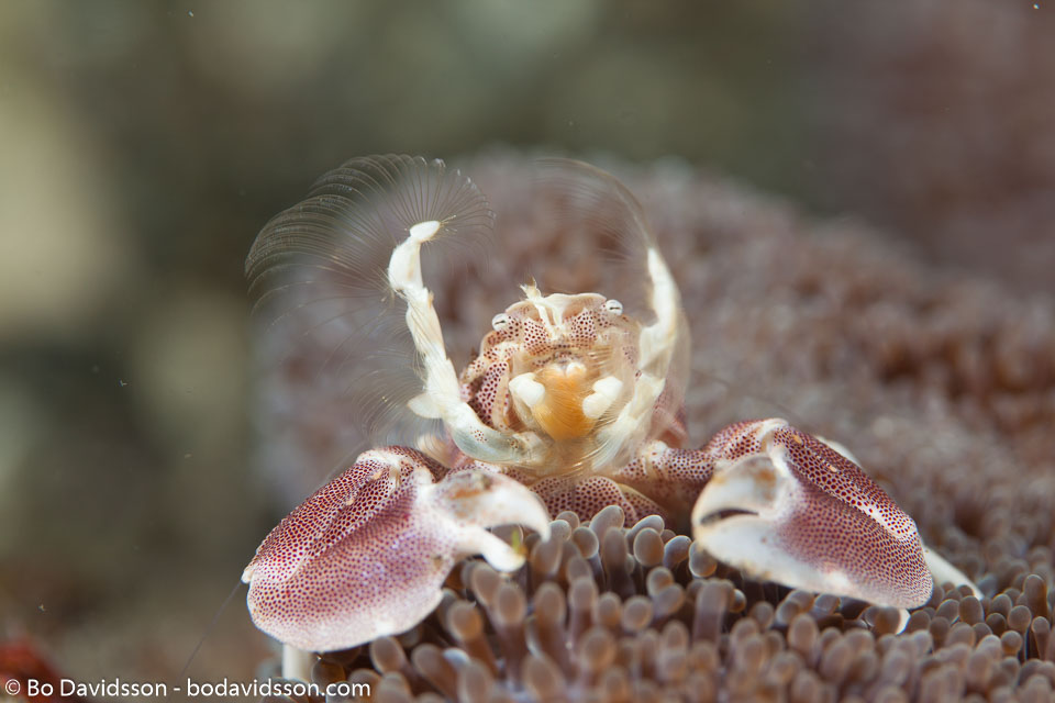 BD-161025-Pantar-2810-Neopetrolisthes-maculatus-(H-Milne-Edwards.-1837)-[Spotted-porcelain-crab].jpg